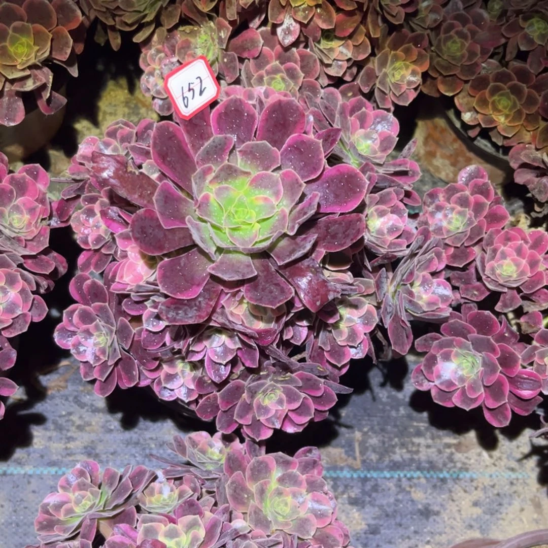 652多肉植物凤冠法师