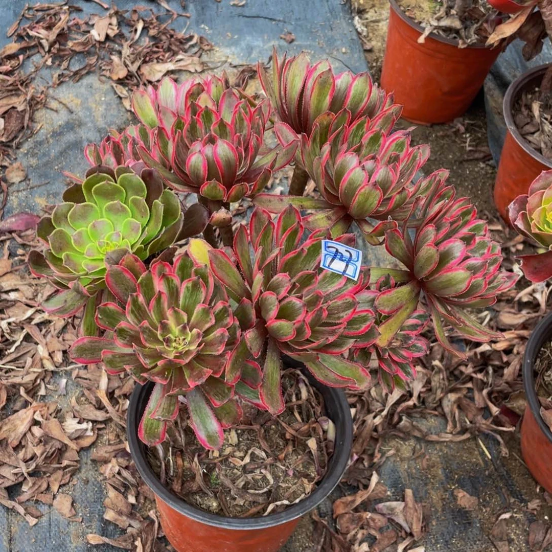 727鲜花老桩紫霞仙子老桩