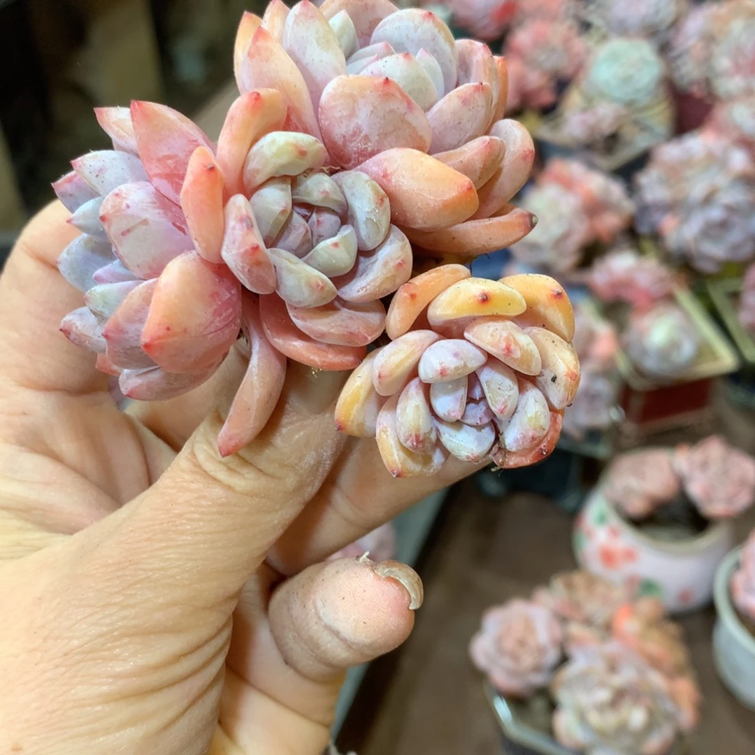 哈哈哈哈哈哈哈哈石榴籽冰玉