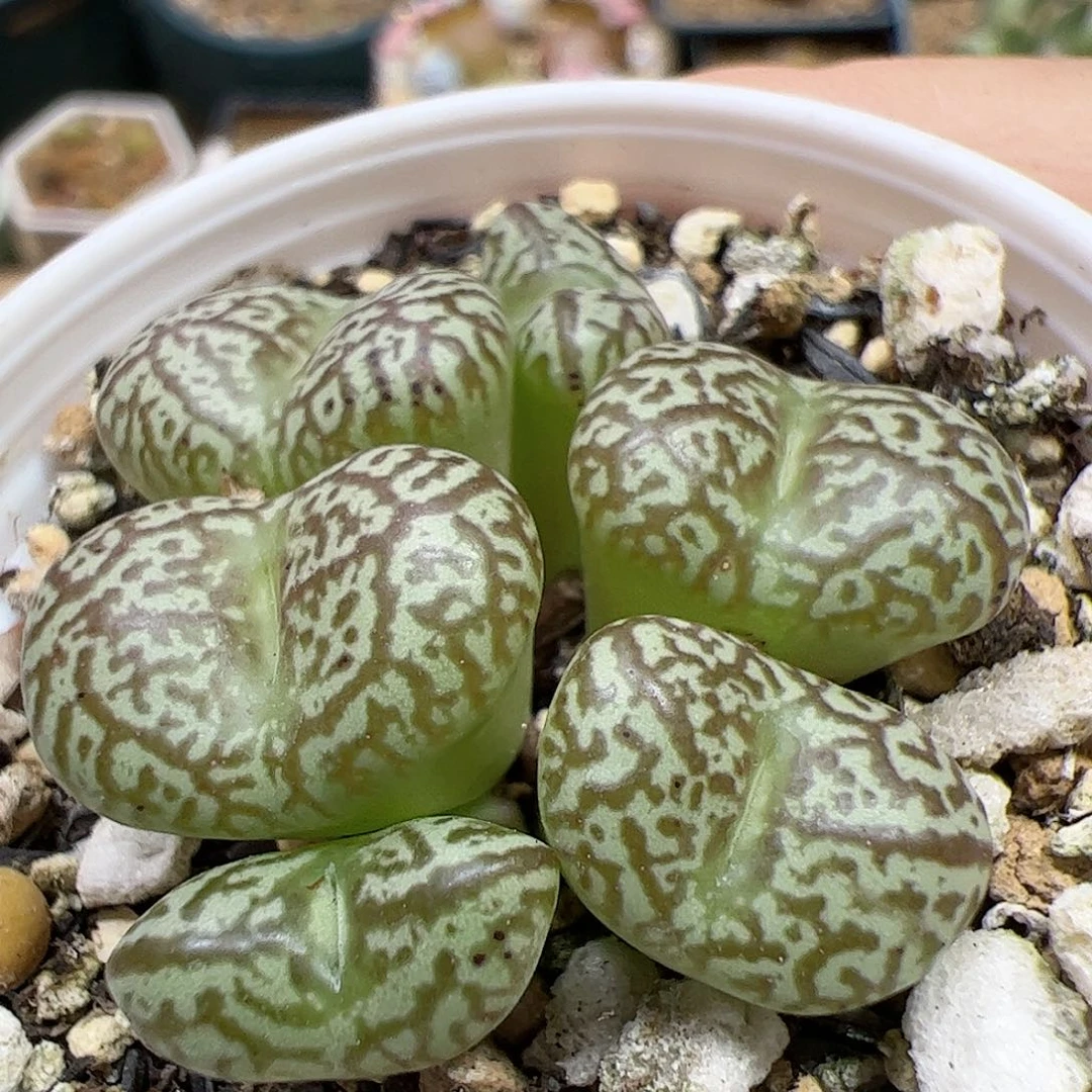 【闪购商品】177 福利