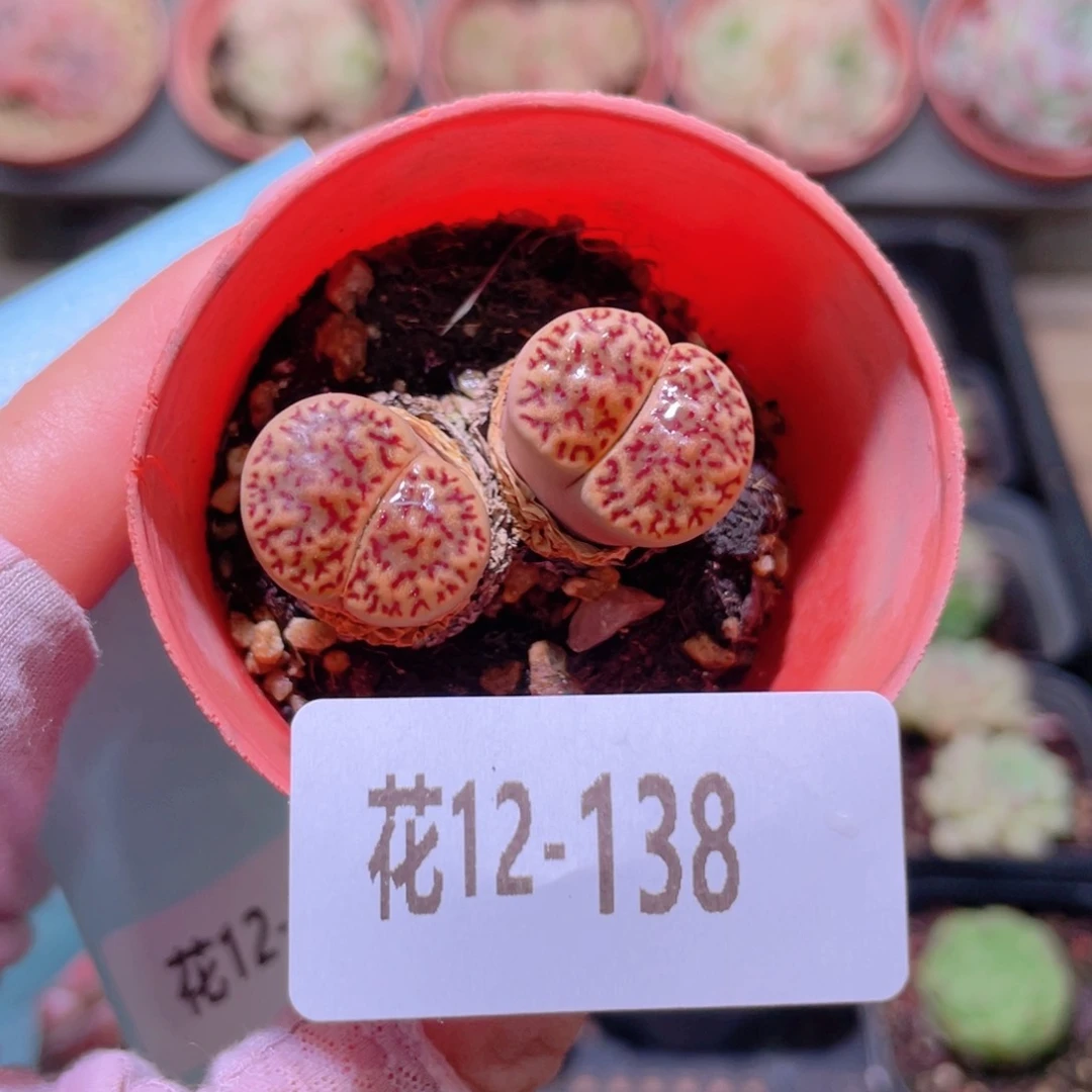 花利美12-138生石花
