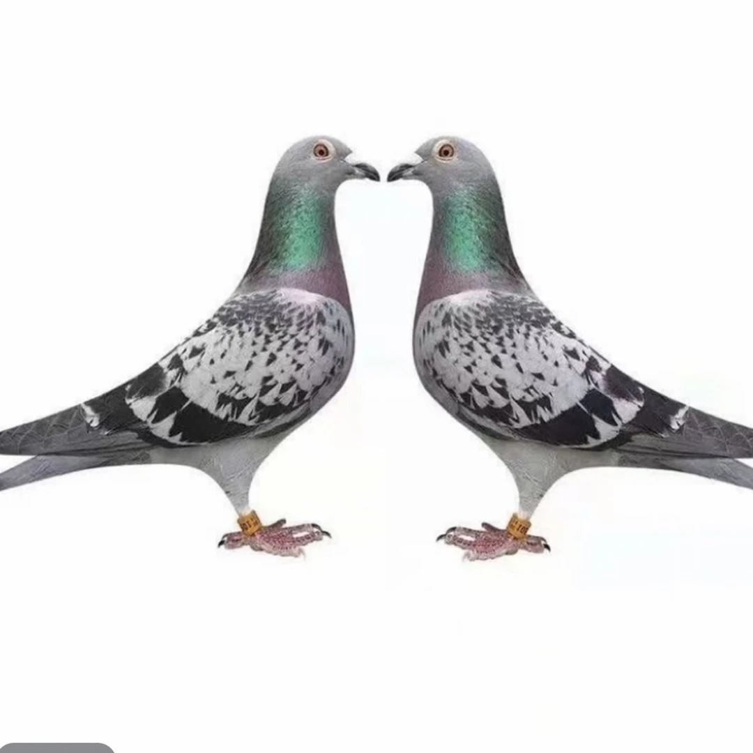 高品质纯血统远程短距离信鸽