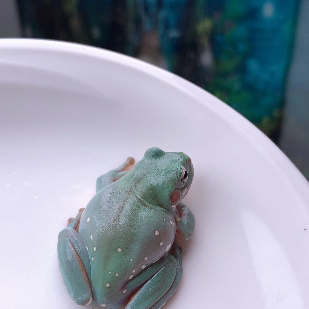 老爷树蛙5号精品蒂芙尼蓝。可爱波点蓝胖子