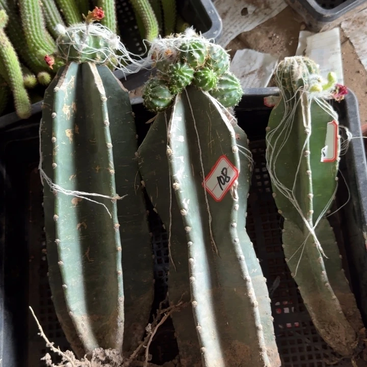 375量天尺嫁接丽花不好脱土一个