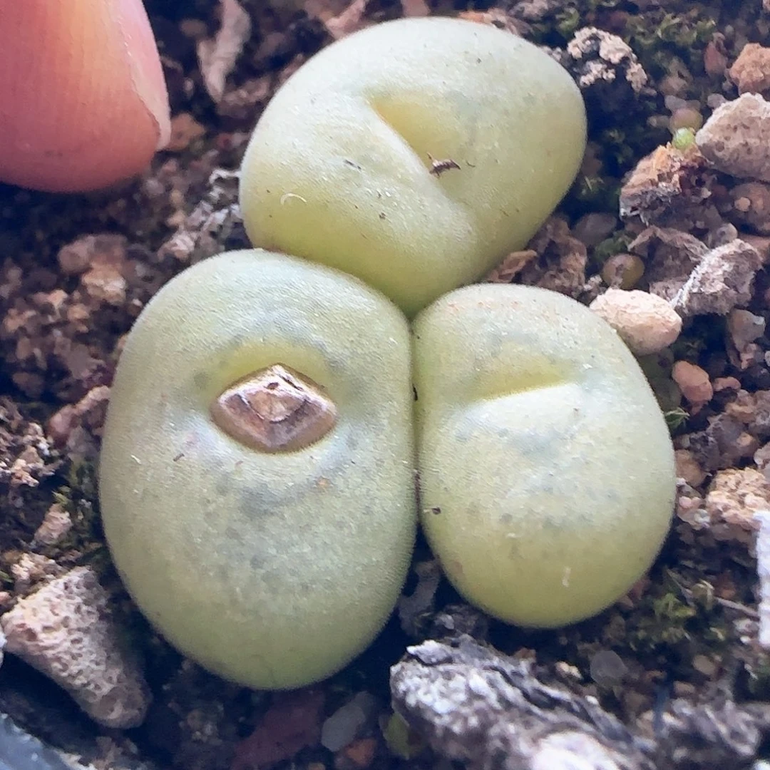 我****实28包邮脱土发货26097