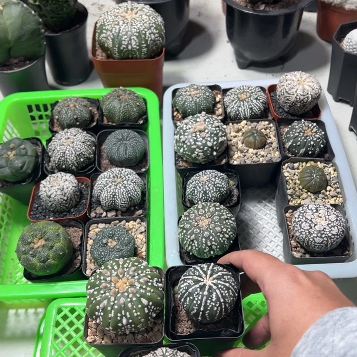 兜球竞拍不退不换