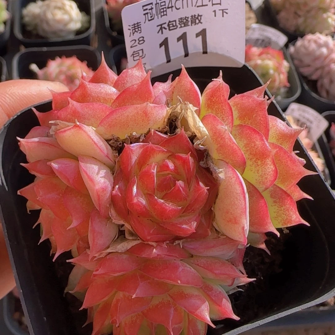 全场满28包邮女王一颗