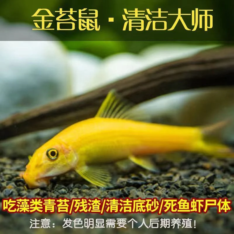 好养耐活金苔鼠鱼淡水热带鱼小型观赏鱼热带除藻清洁粪便工具鱼