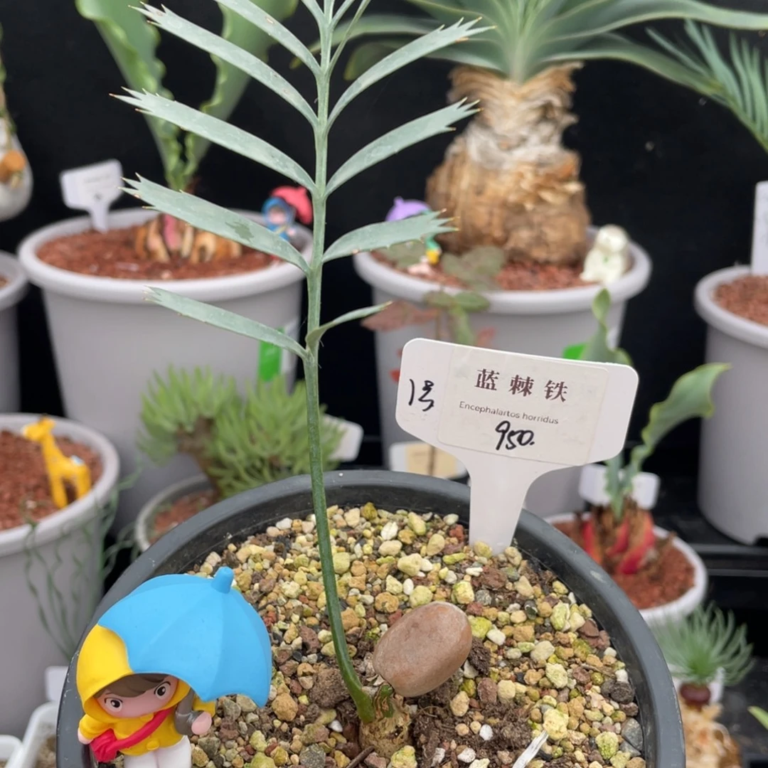 就***乐蓝棘苏铁 实生株带盆