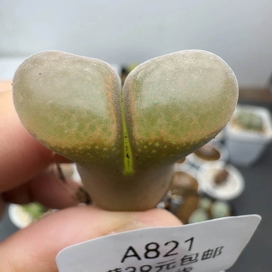 821多肉哈哈哈哈哈哈哈