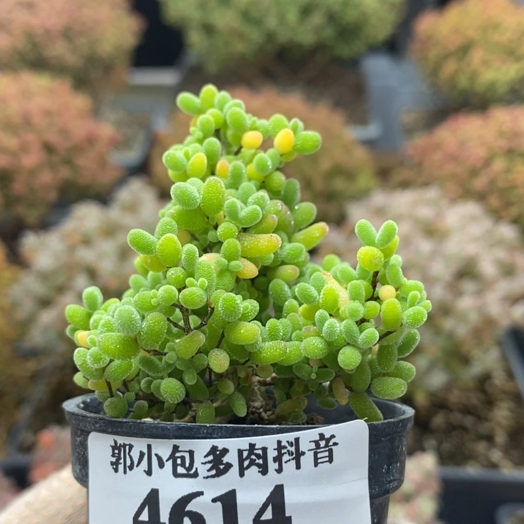 蜜橘糖球4614年后发货