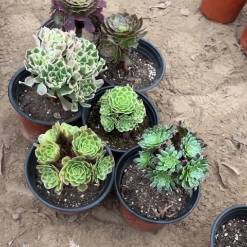 382多肉植物组合，