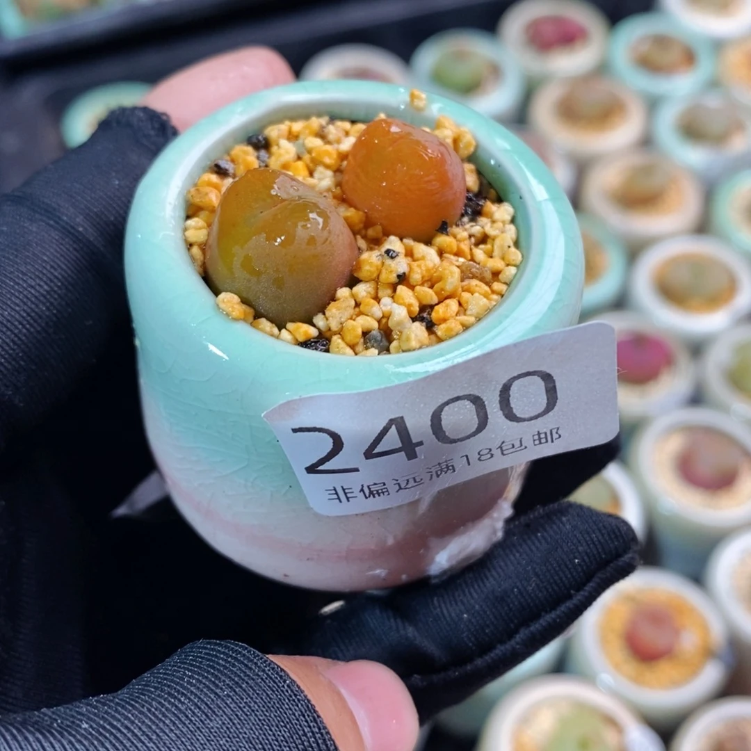 糖****豆2400-一物一拍 带盆 1430.5