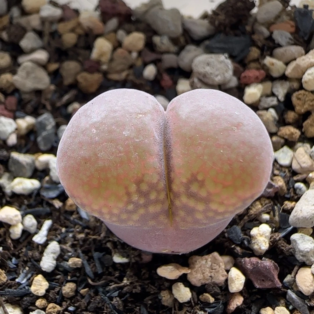 7-7-2-2当天满38包邮特选翻窗红风铃1.7脱土