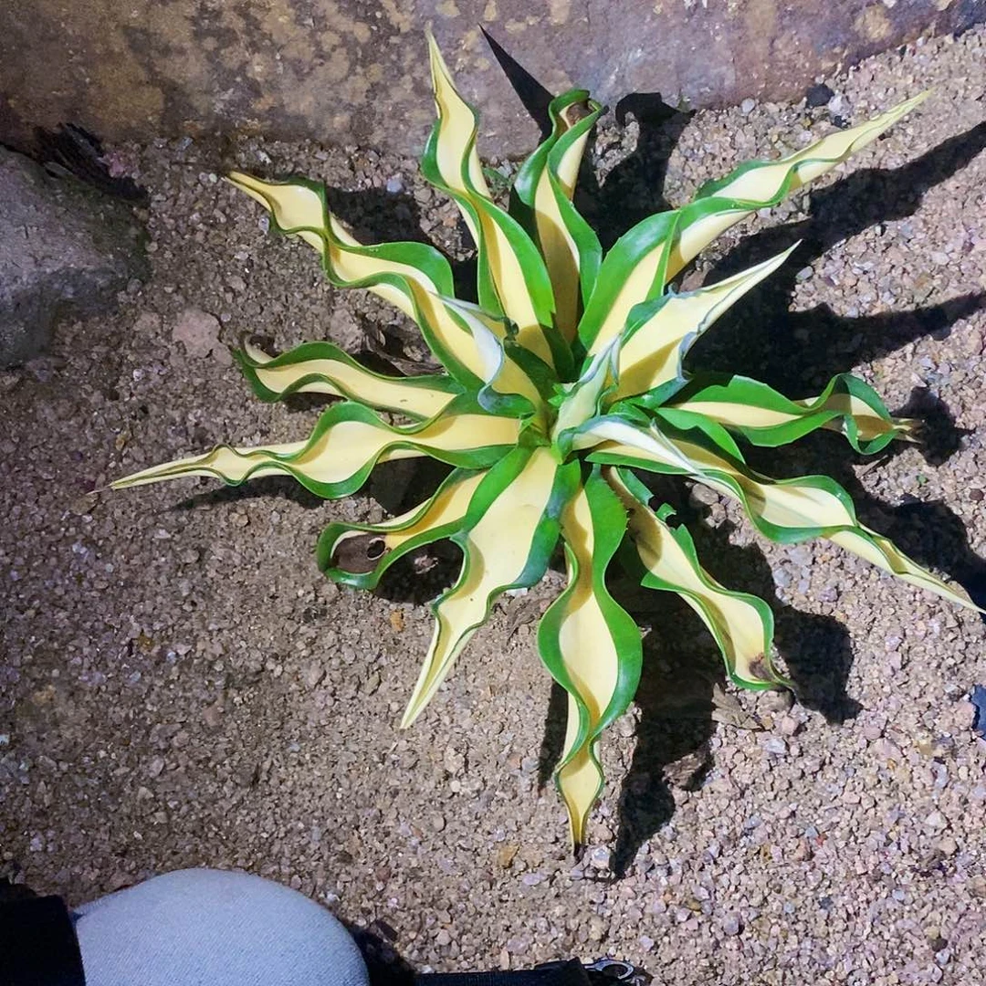 d***d7206鹦鹉嘴波叶一颗1111