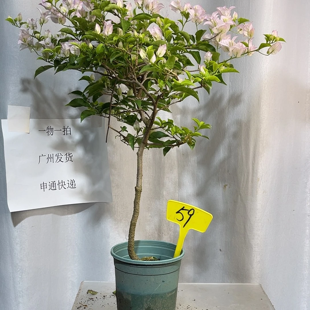 当前无花栽培后可以开花59绿叶丽娜扦插