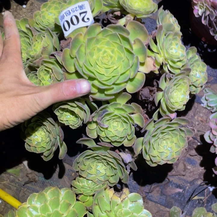 雨荷多肉植物多肉200