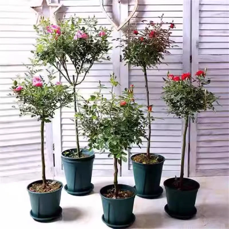 树状月季嫁接棒棒糖树桩多色浓香型四季国月欧月大花盆栽阳台庭院