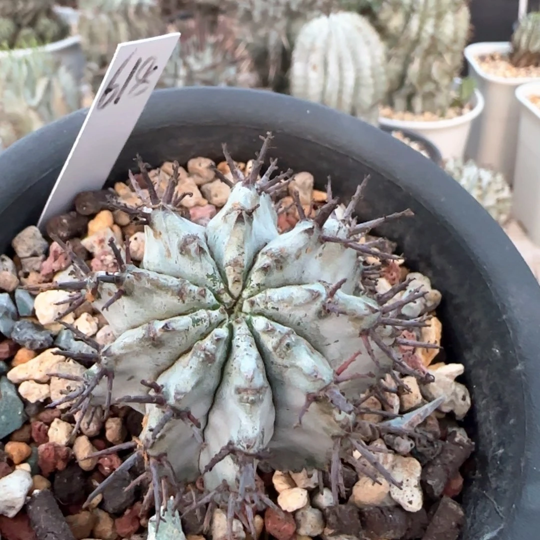 618脱土发 太白肌