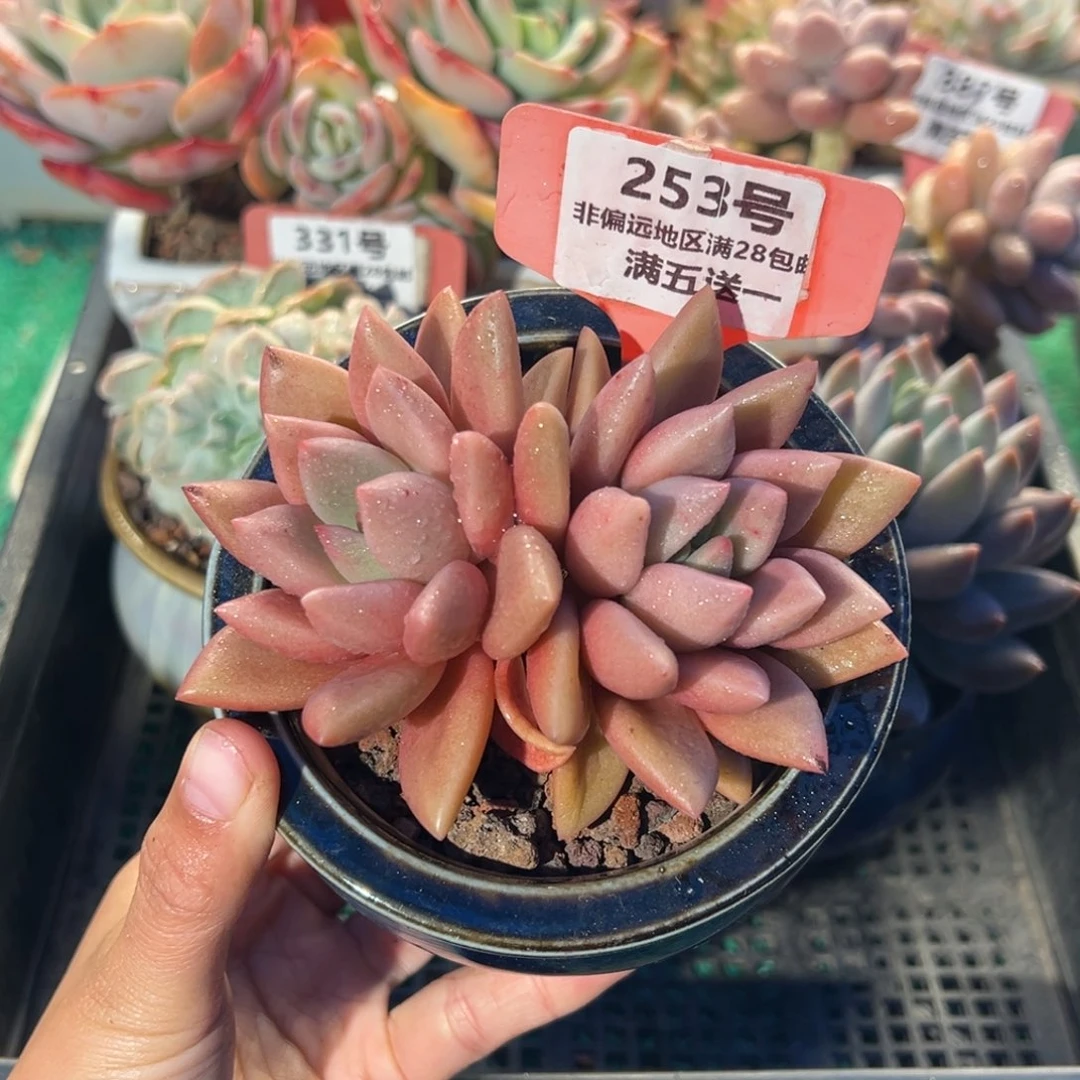 表妹精品多肉植物253.