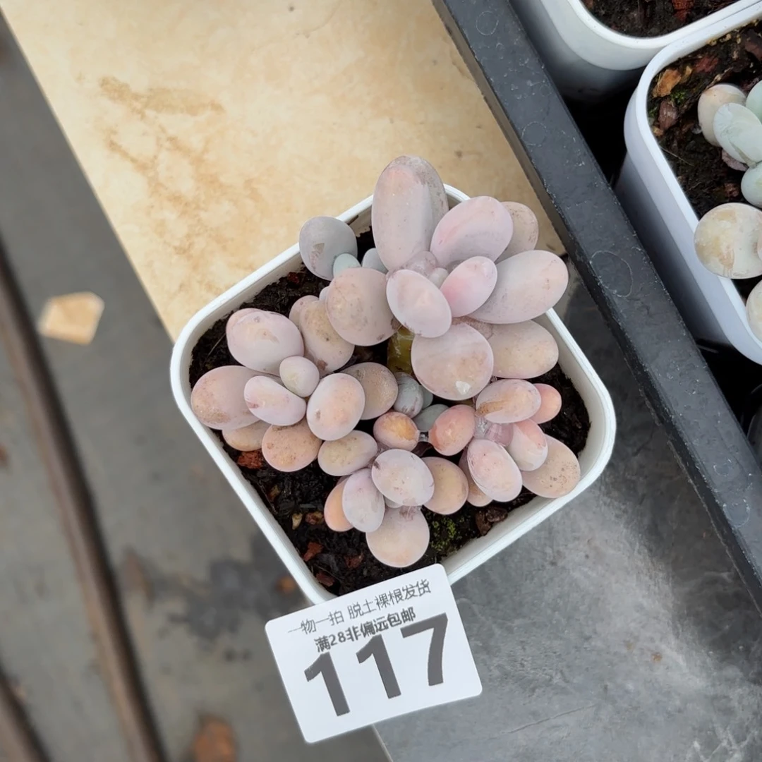 奶酪老桩多肉多肉多肉