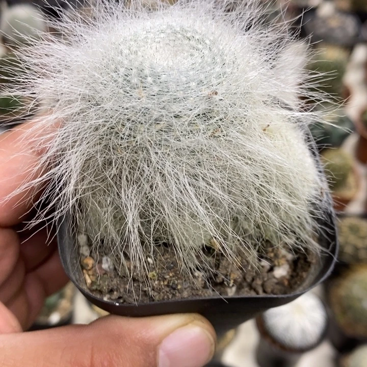 雪原玉翁群特价福利