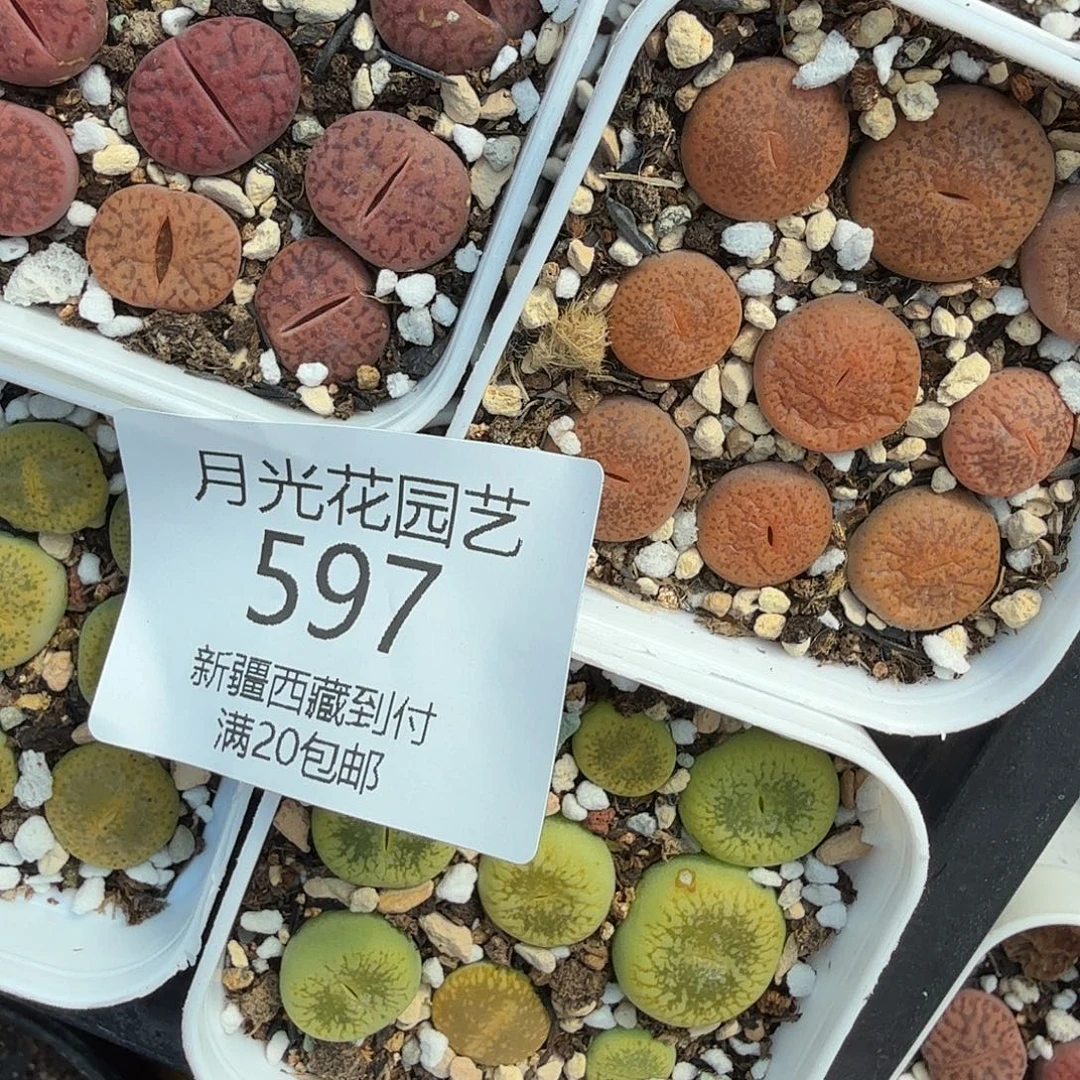 圆***梦就能使皮肤保持年轻化597这个