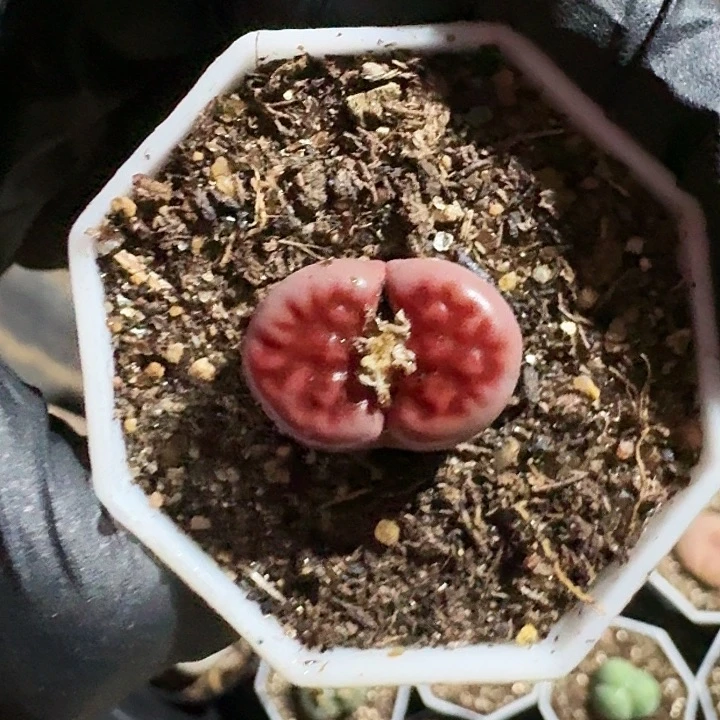 生石花等1111。   590