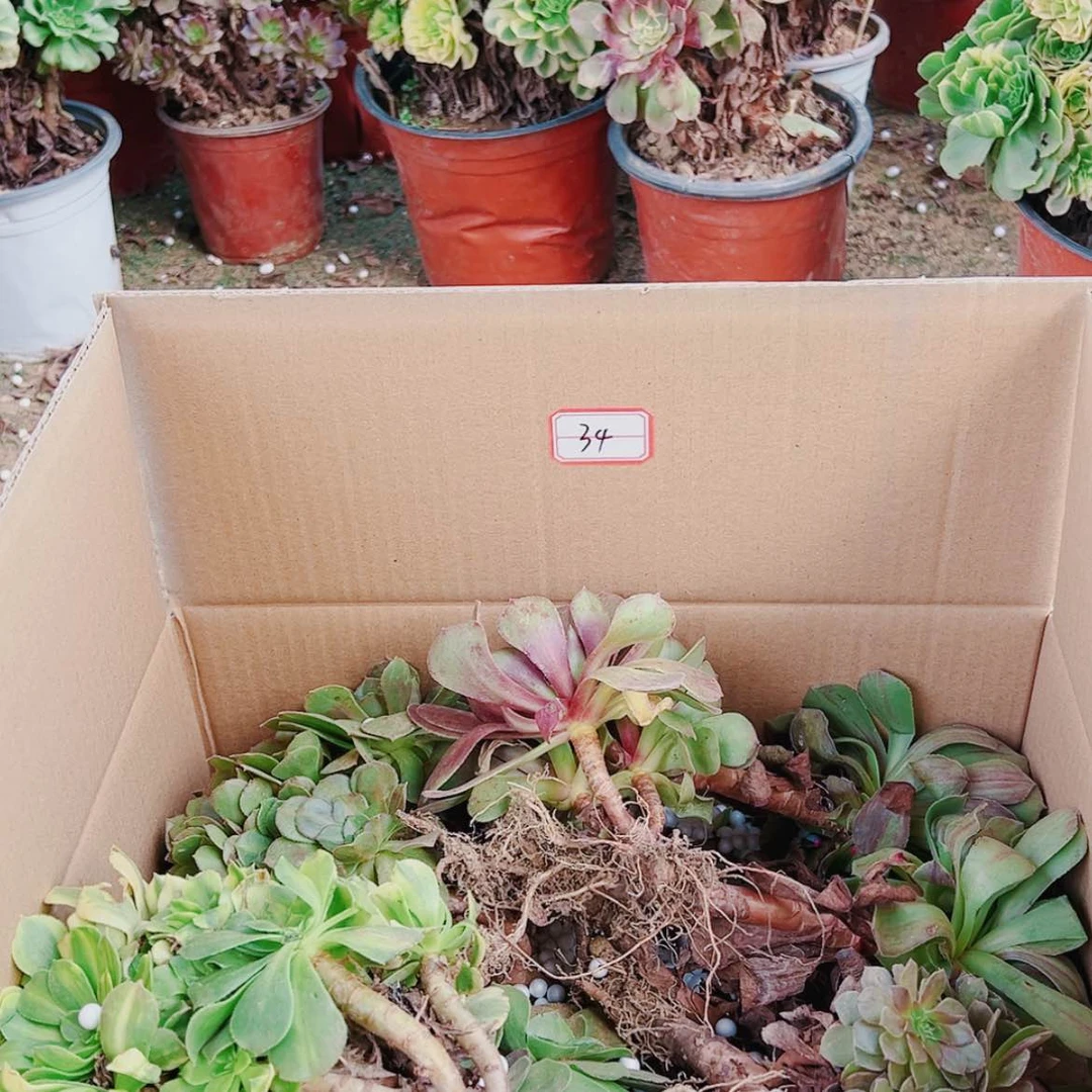 【闪购商品】无花朵云****734号套餐无售后