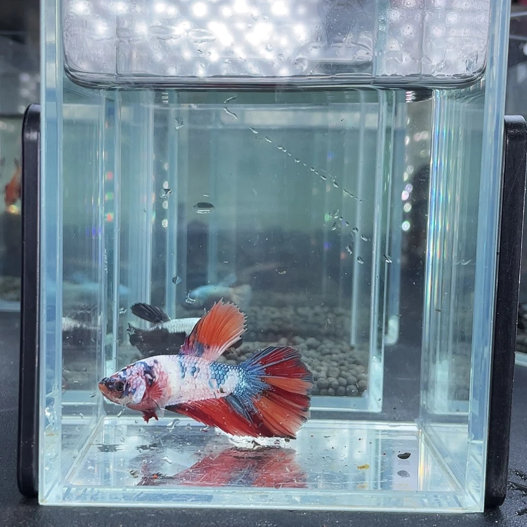 斗鱼16号915晚巨斗母