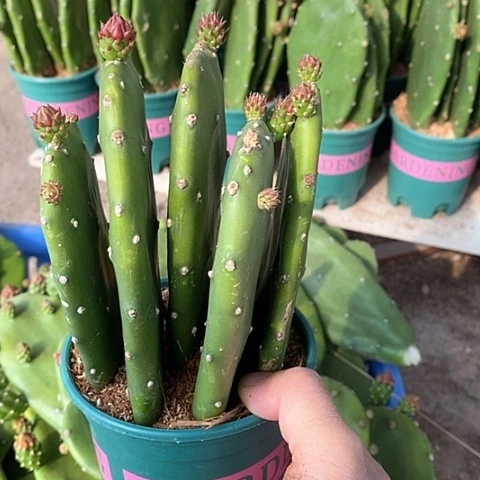 5片原盆发货胭脂仙人掌