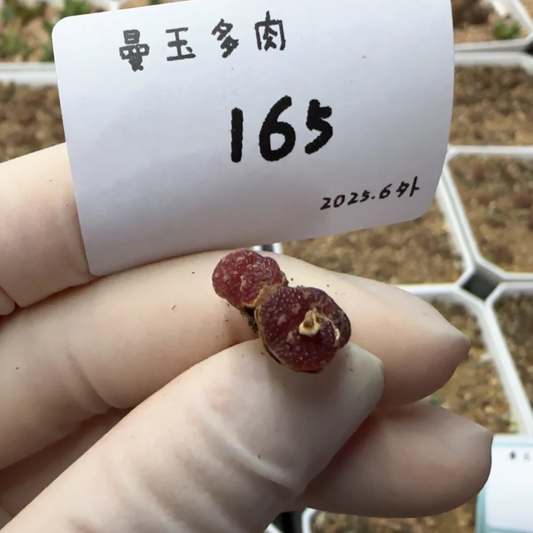 劳****?多肉多肉多肉6.3-165