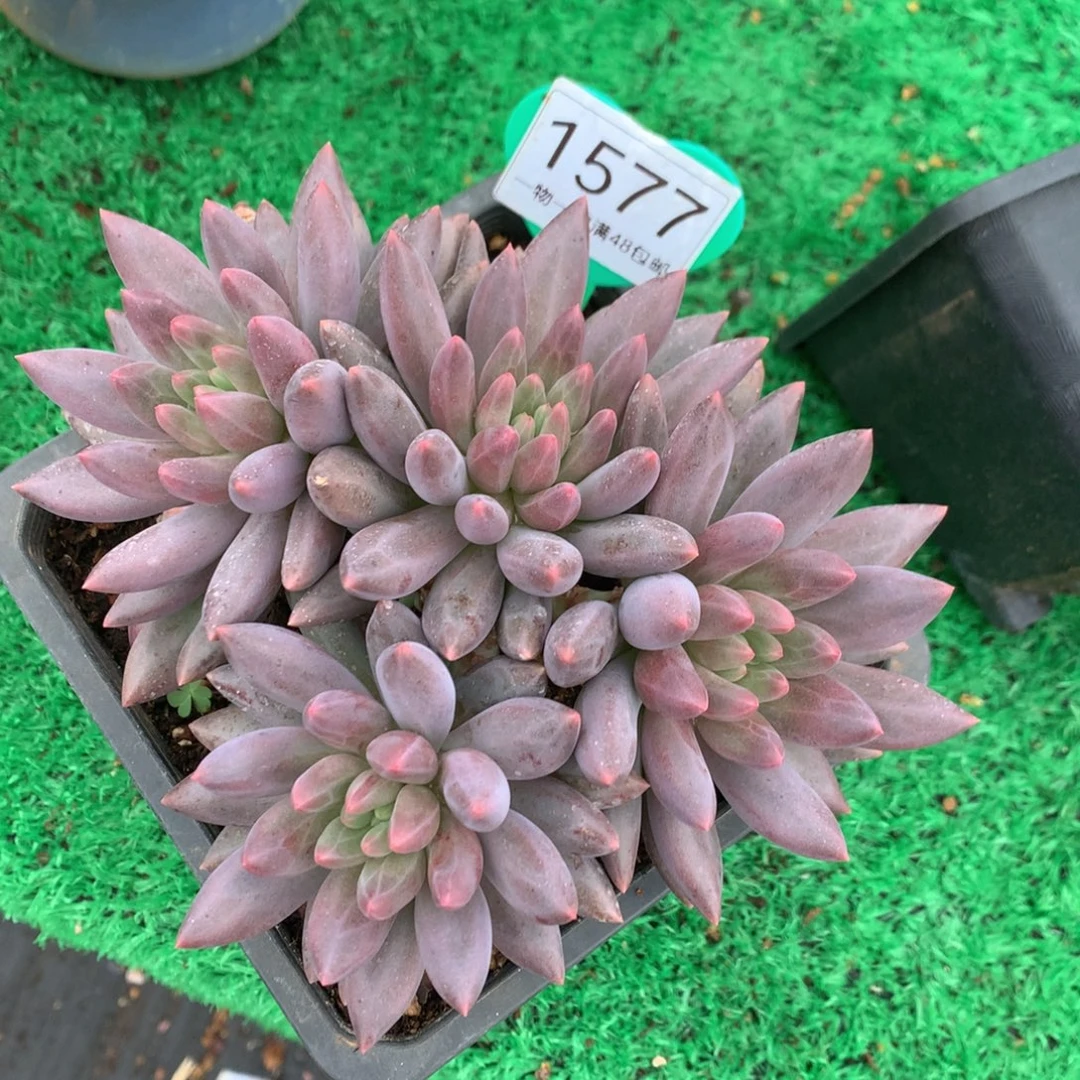 红蜻蜓老桩开播福利