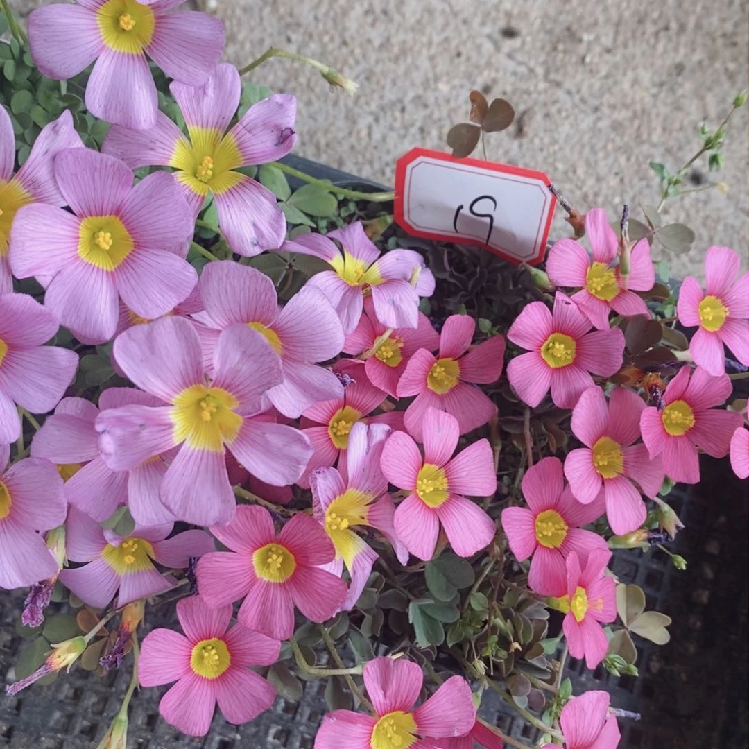 M***头666666969969996669666888