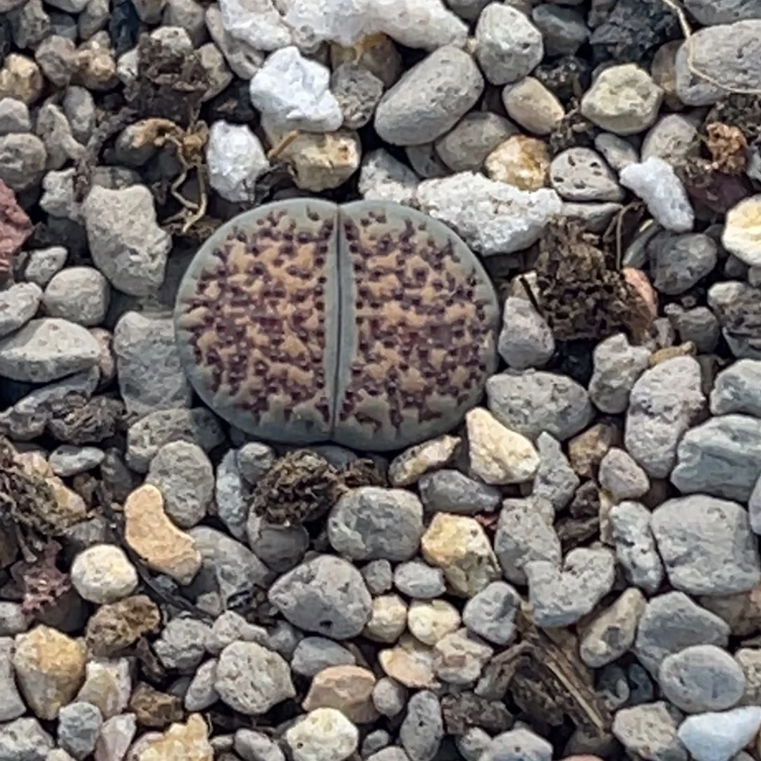 5531血点朝贡1爆珠