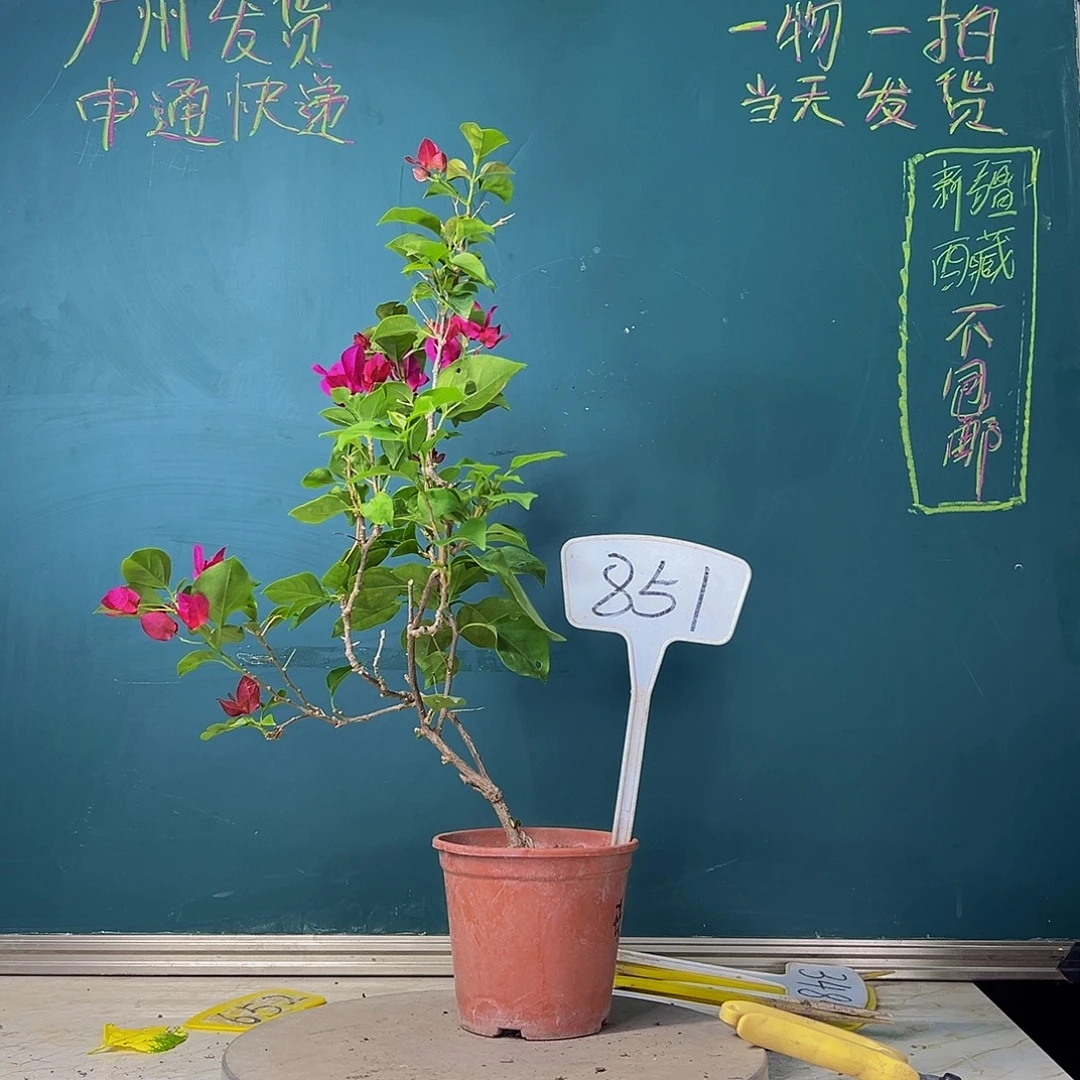 当前无花栽培后可以开花福利 玫瑰红 851