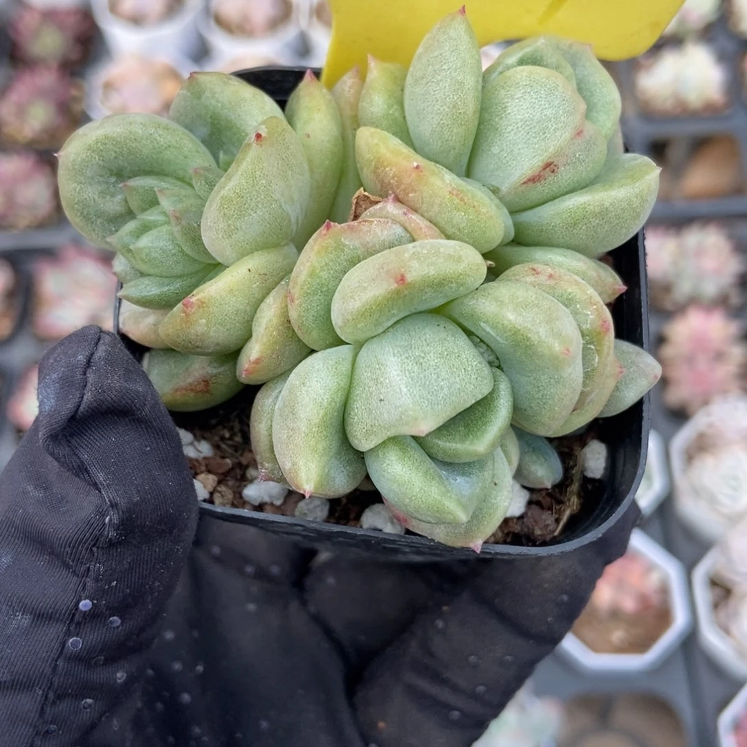 1859冰城石化多肉植物保护