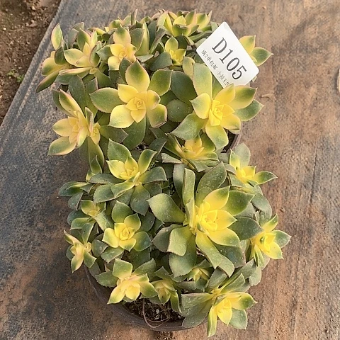 105艳日辉多肉2颗有砍