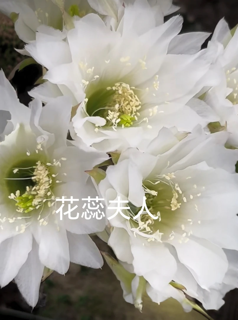 丽花花蕊夫人侧芽  满28包邮非偏远