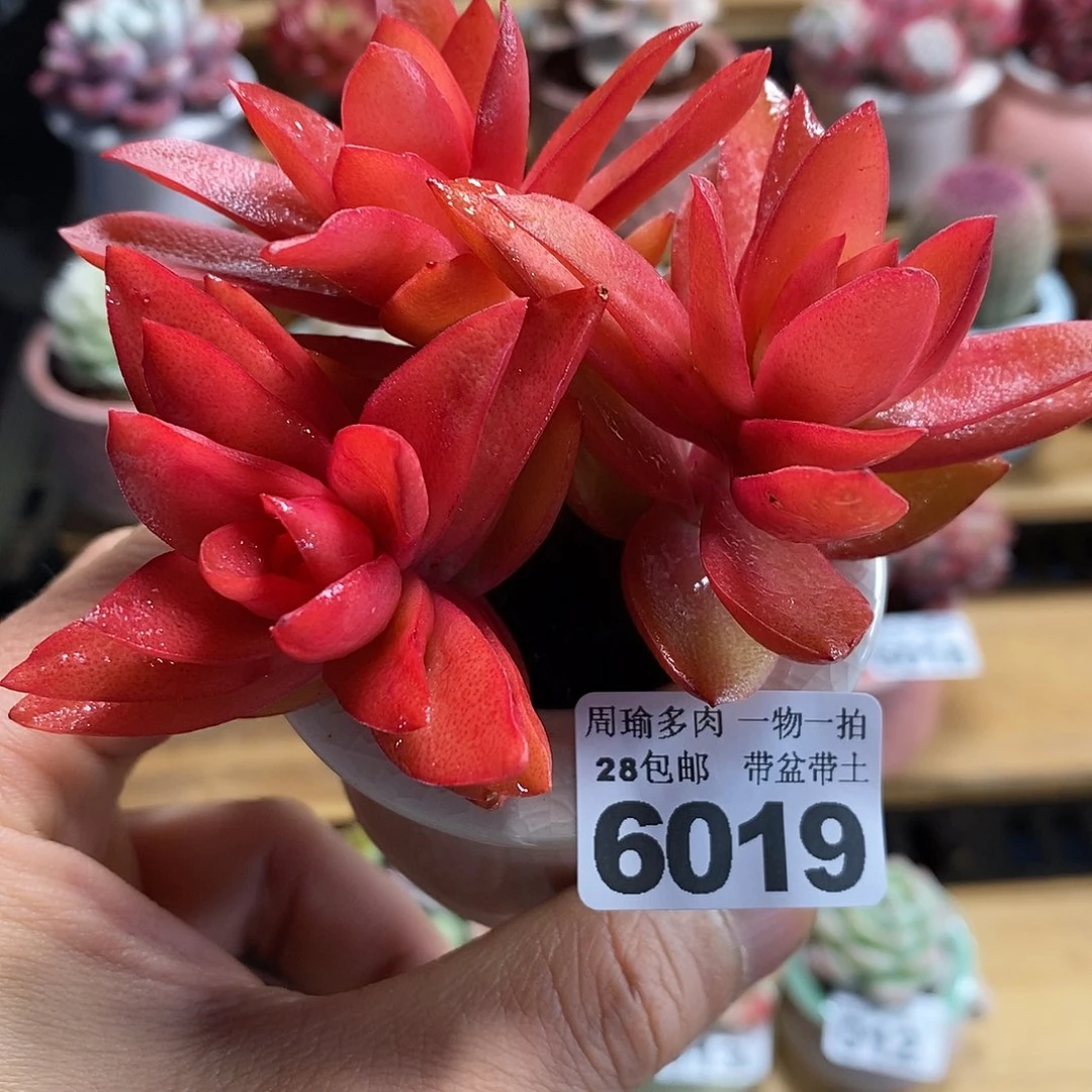 精控多肉植物6019
