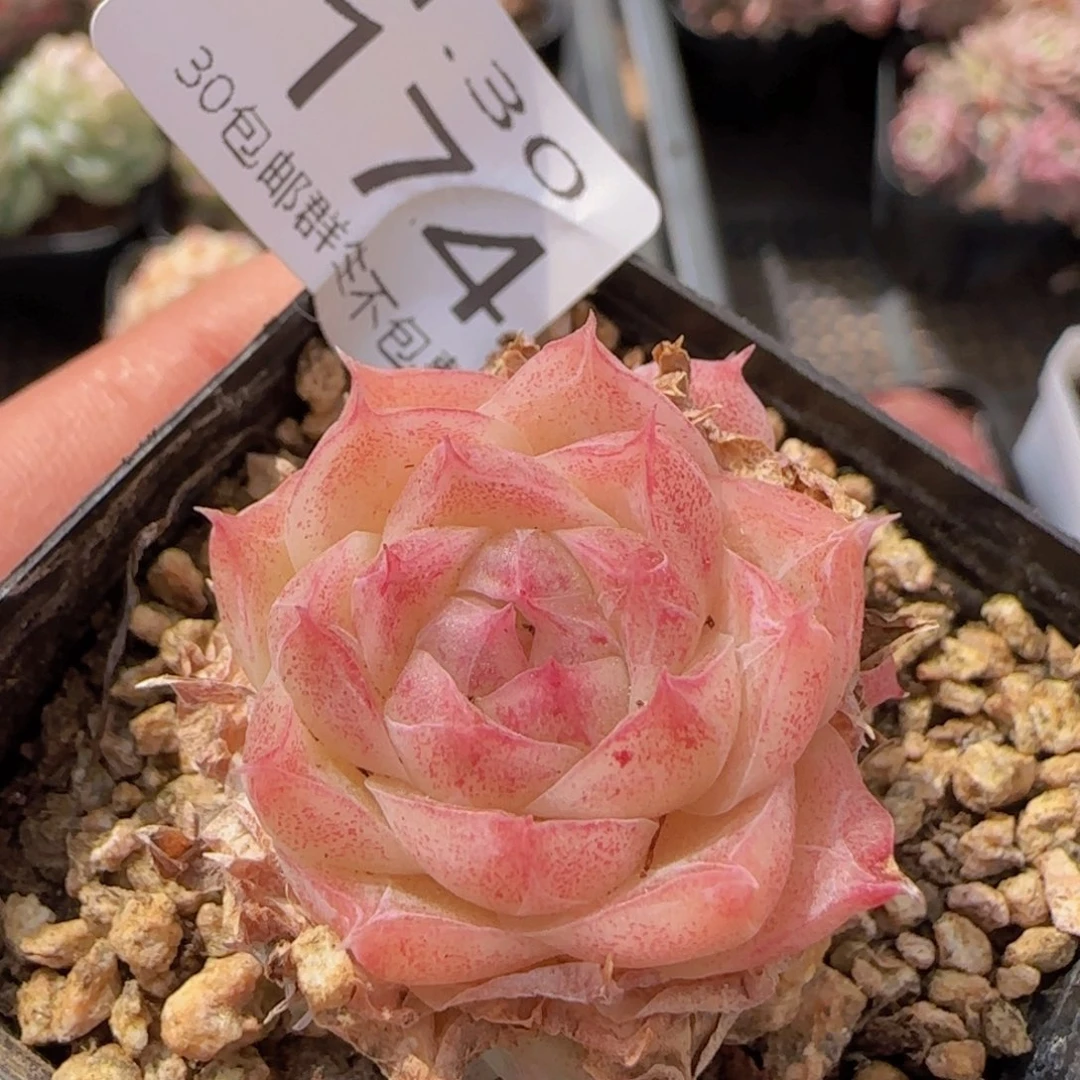 潘多拉一颗脱土发货