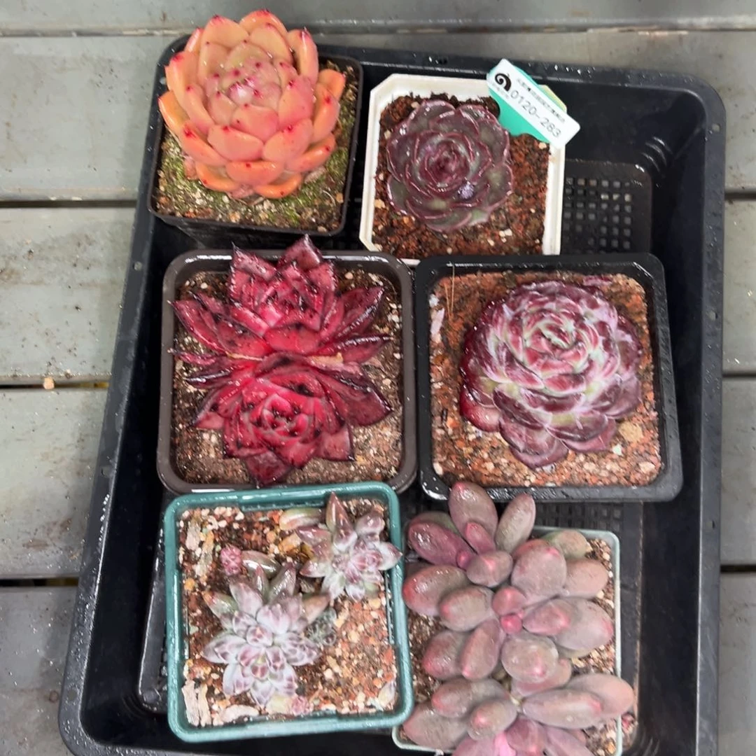 多肉一物一拍0120-283