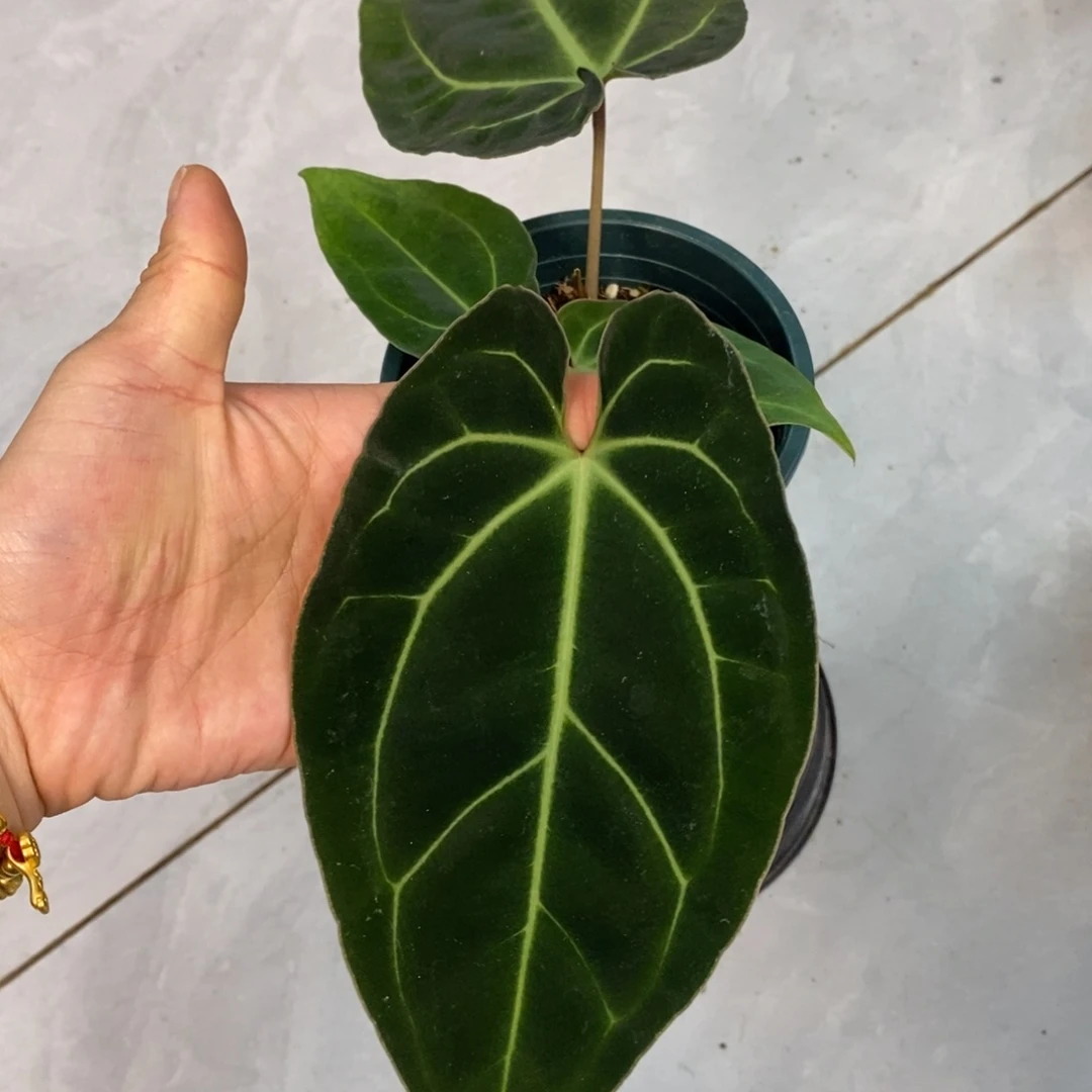 不开花植物36 贝斯籽播