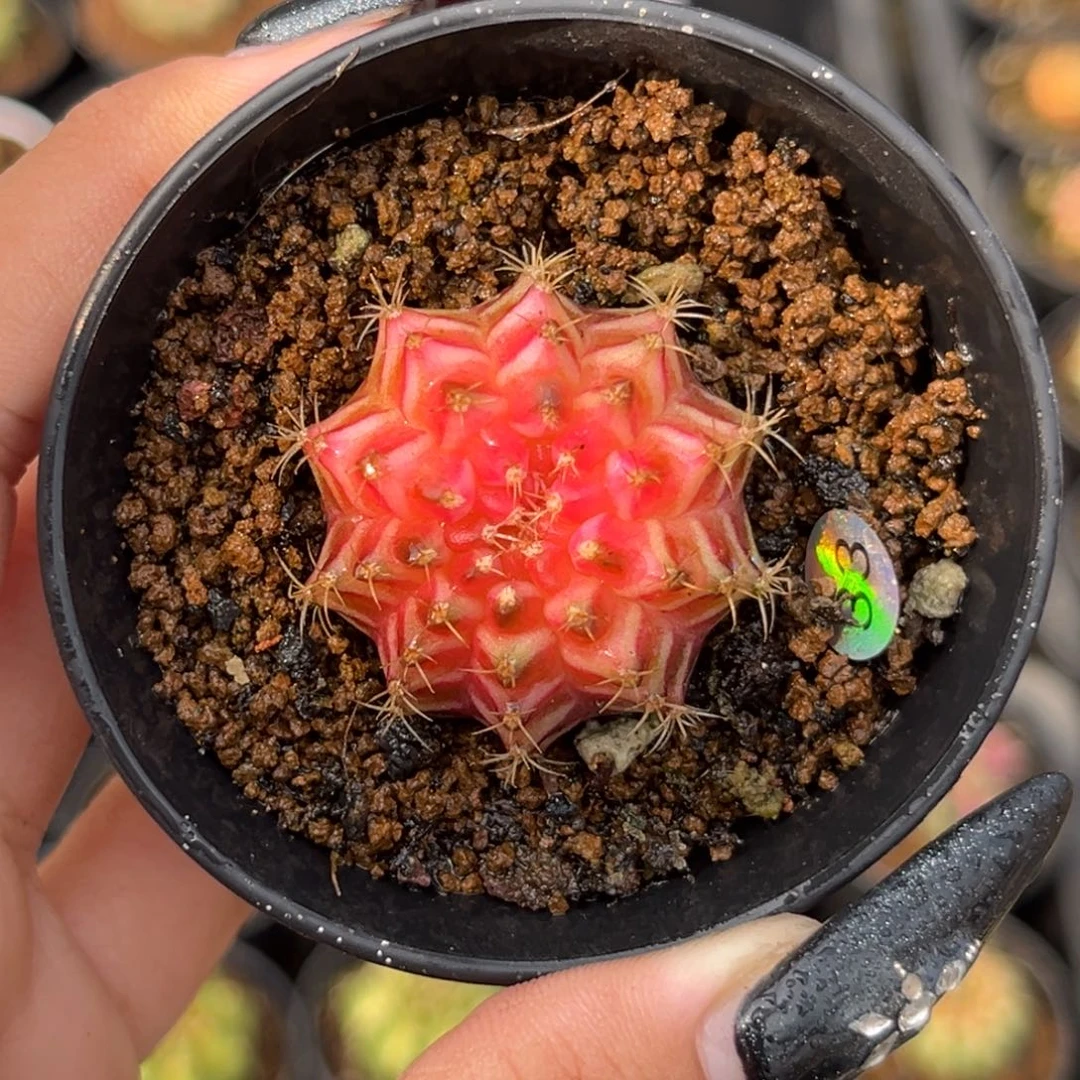 33 轮回锦 带盆土发货