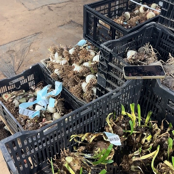 小白二号50g朱顶红用