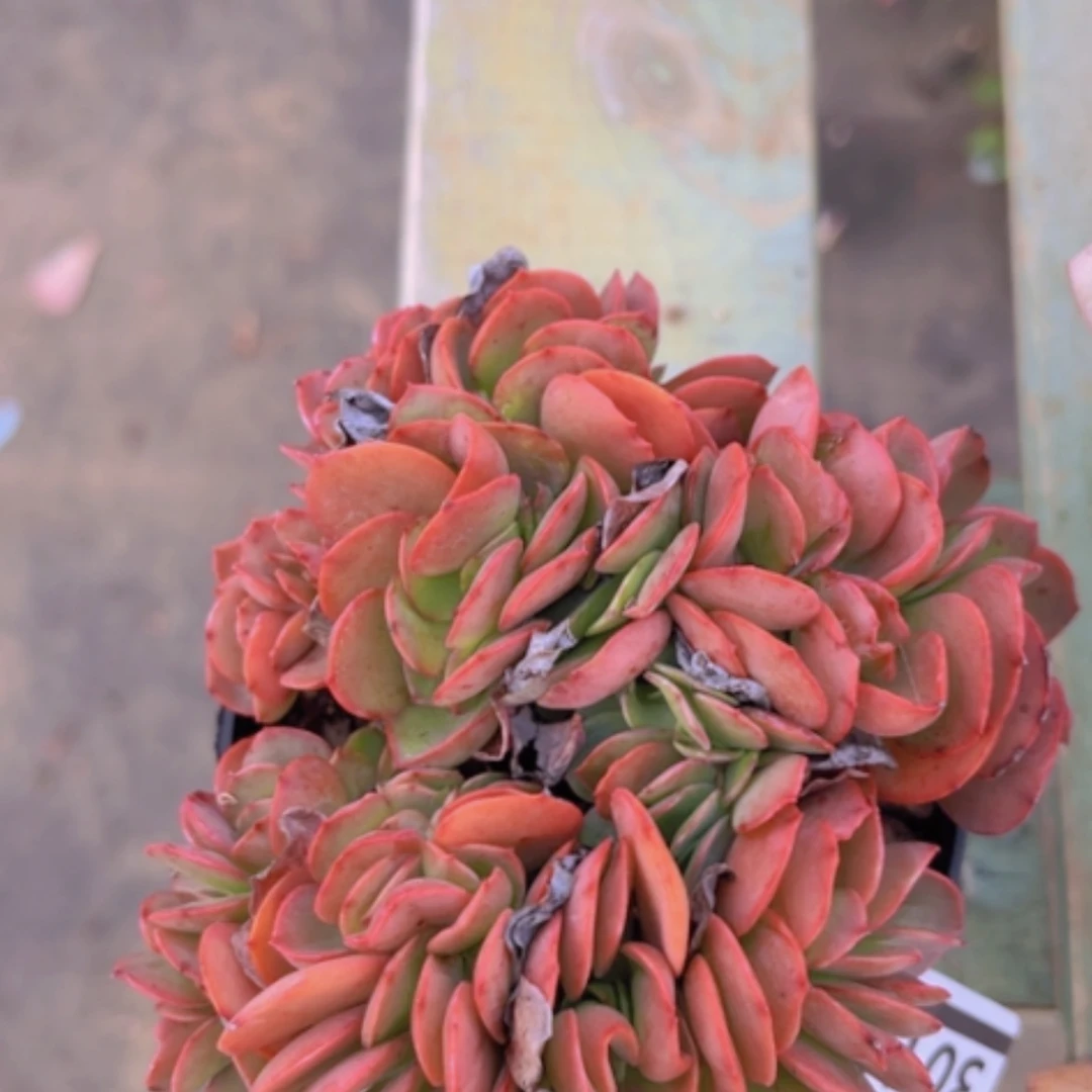 【闪购商品】红酒杯30103