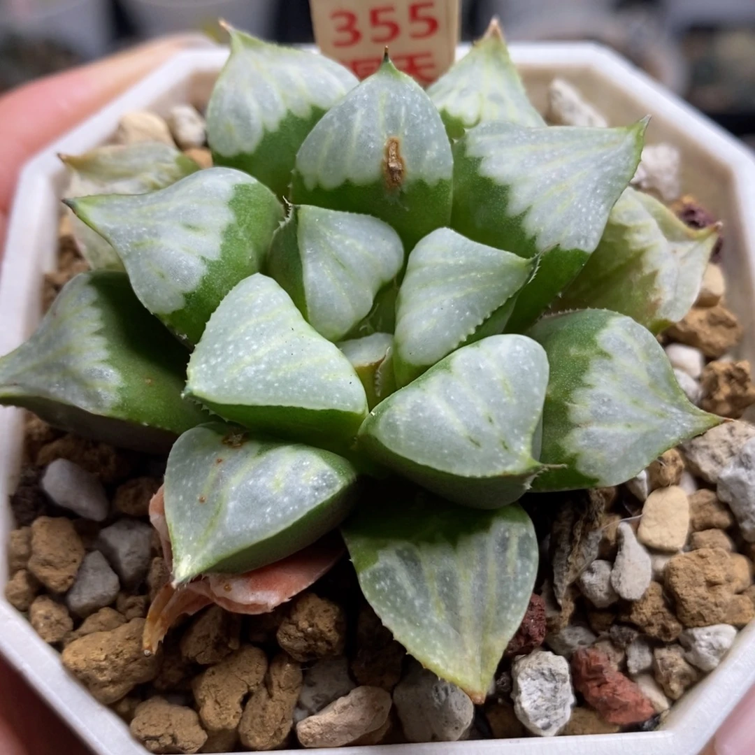 355白夜白银一物一拍
