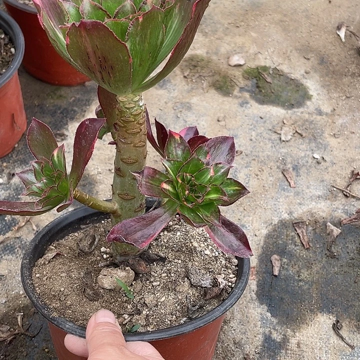 8魅影七彩多肉植物福利