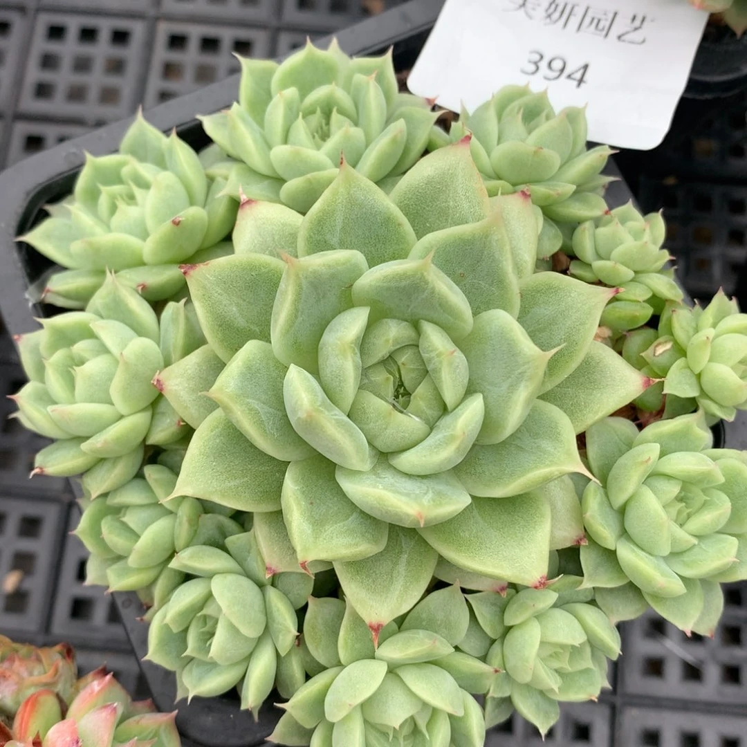 0526-394 珍妮麦秆优选