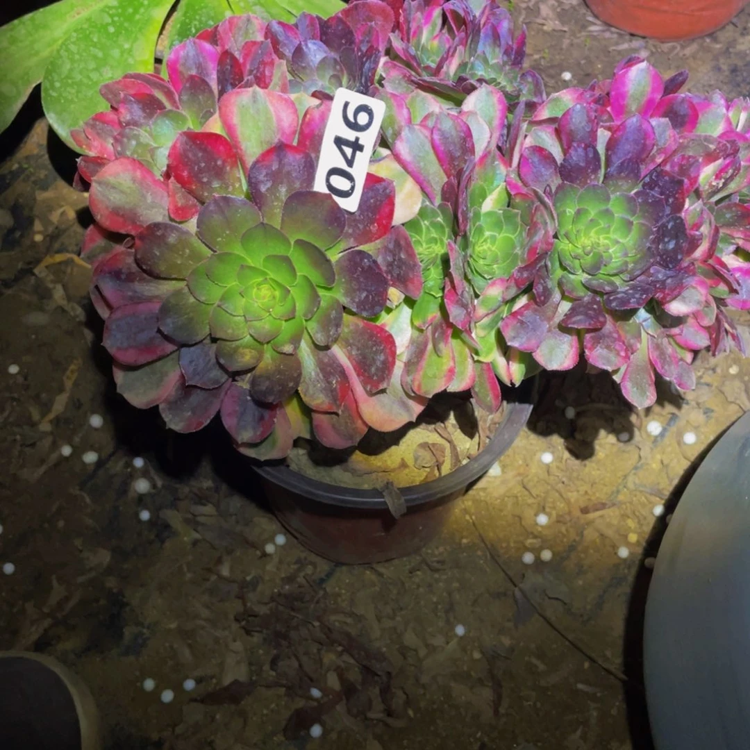 046雨荷缀多肉植物